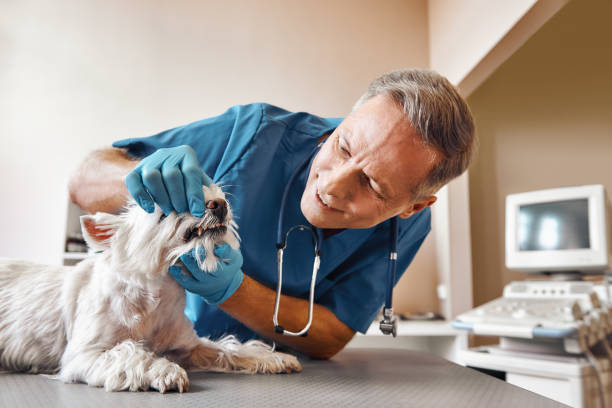 Best Emergency Root Canal Treatment in Rockville, MD